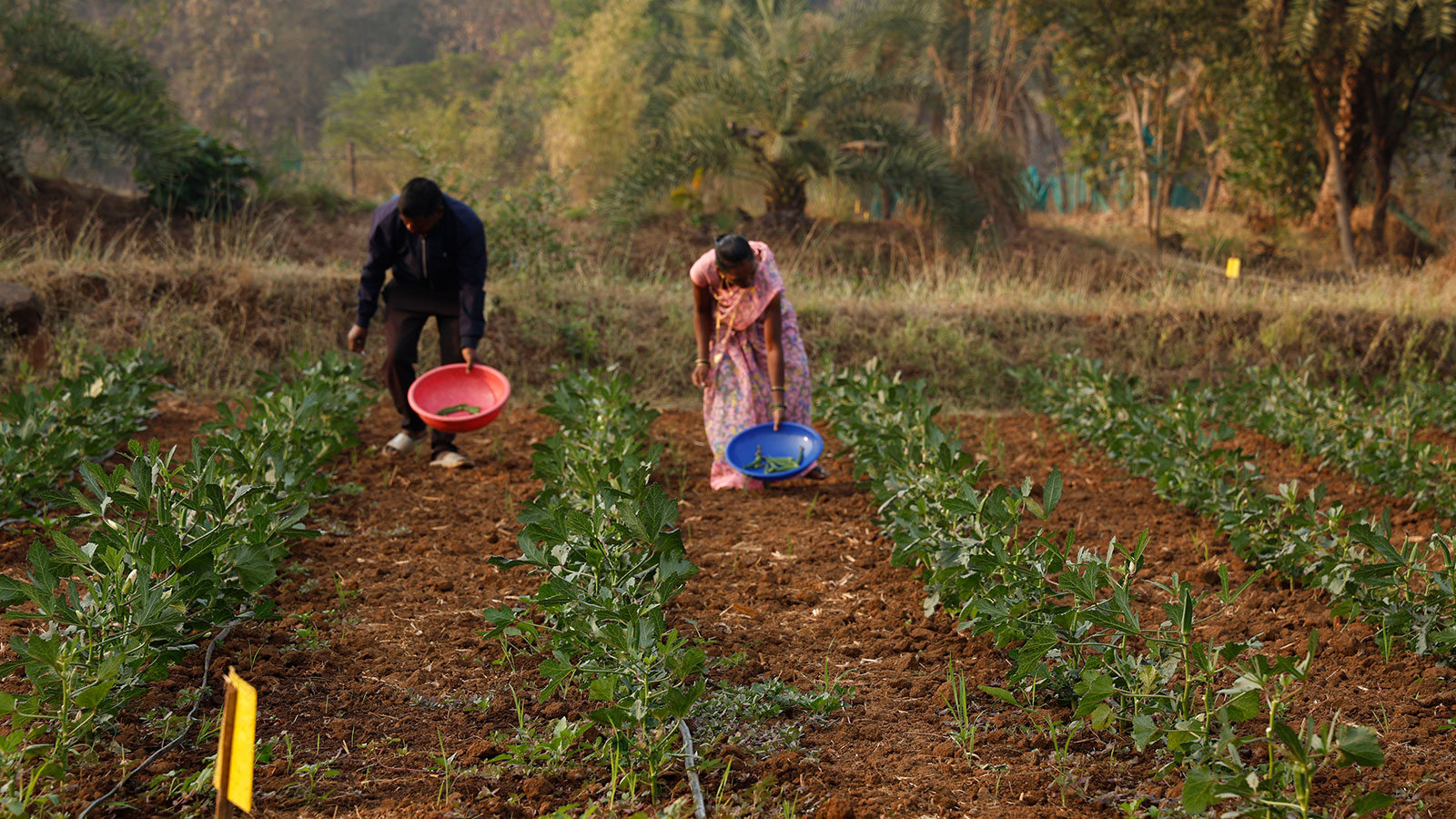 Village Development Programme